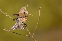 Konopka obecna - Carduelis cannabina - Eurasian Linnet 2106